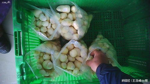 年关武汉市场大量 药水漂白芋头 流向社会